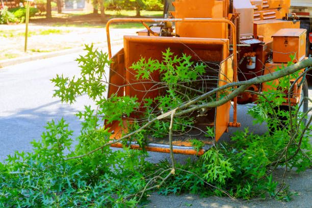 Best Tree Clearing Services  in USA